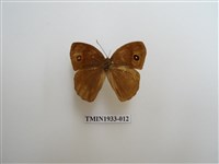 藏品(小眉眼蝶)的圖片